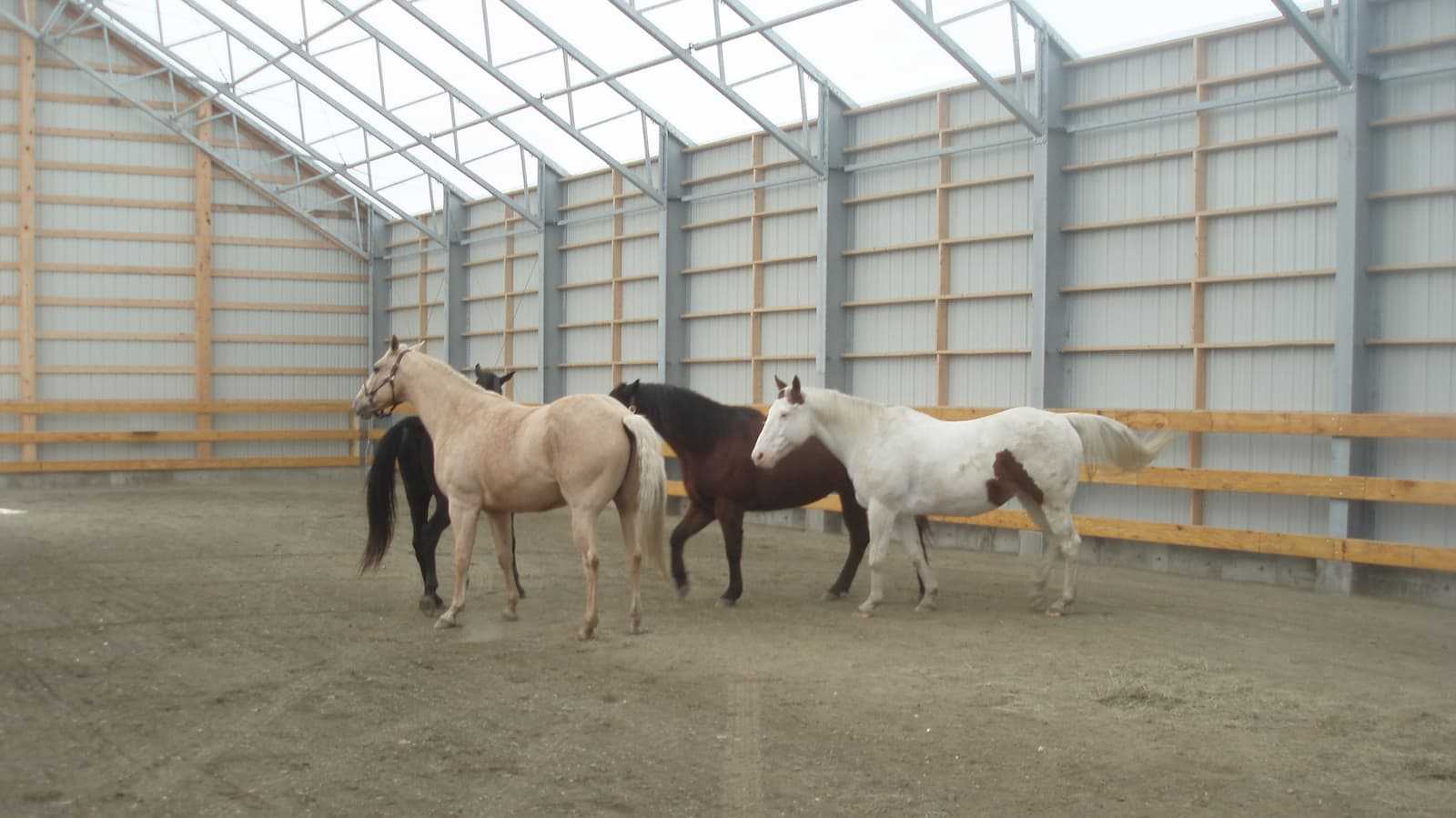 Horses in a 85’ x 120’ fabric roof riding arena.